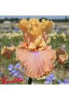 Iris : Glamazon