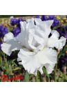 Iris : Battlestar Atlantis