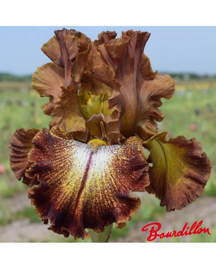 Iris : Holiday Spirit