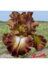 Iris : Holiday Spirit