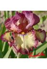 Iris : Innocent Star