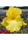Iris : Lacy Brillance