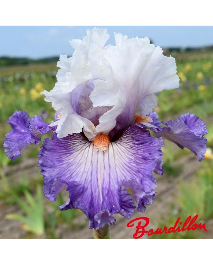 Iris : Limerence