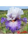Iris : Limerence