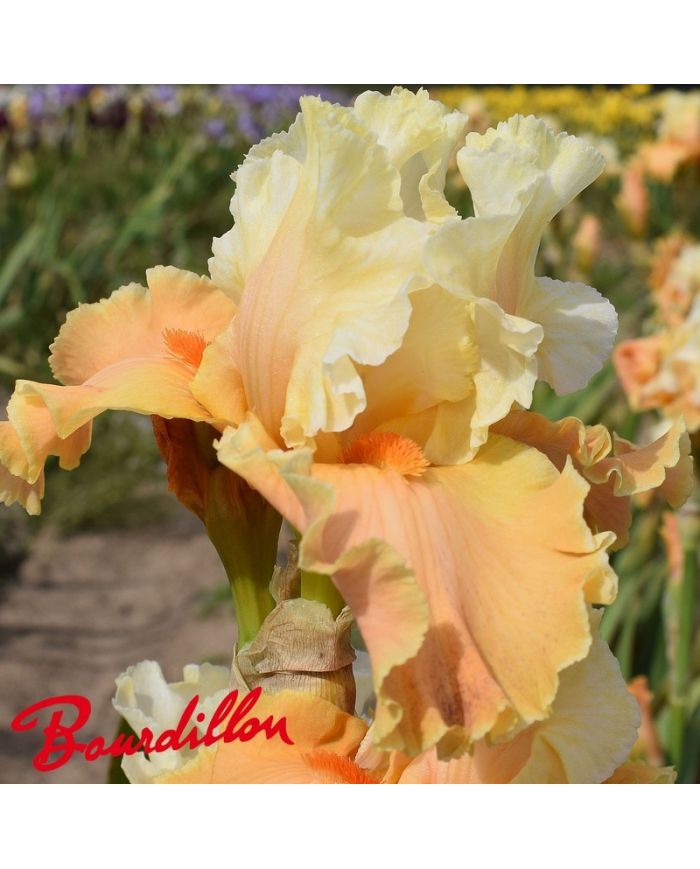 Iris : Lost And Found