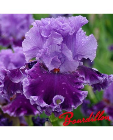 Iris : Louisa 's Song