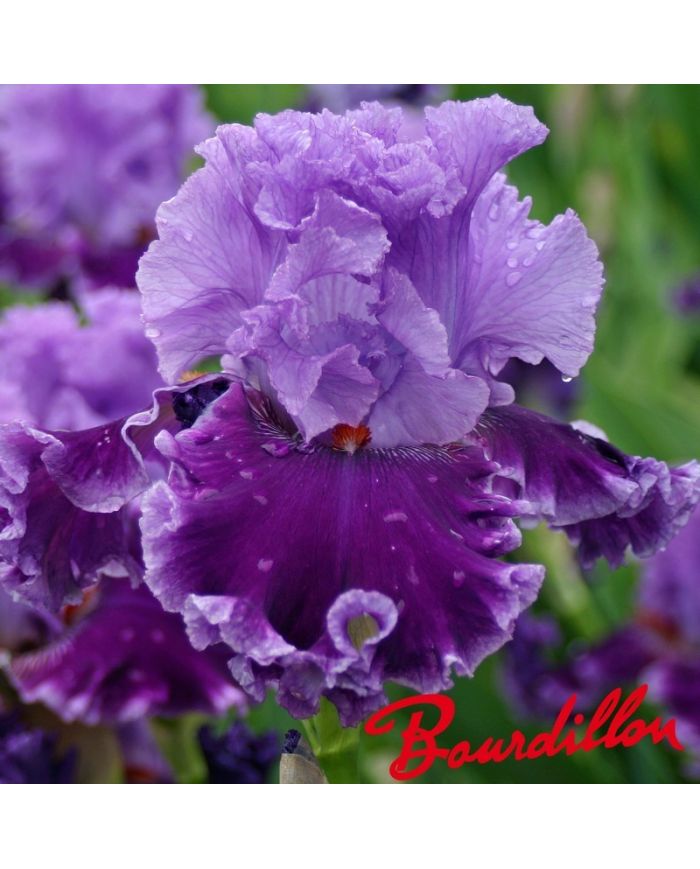 Iris : Louisa 's Song