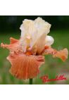 Iris : Mandarin Morning