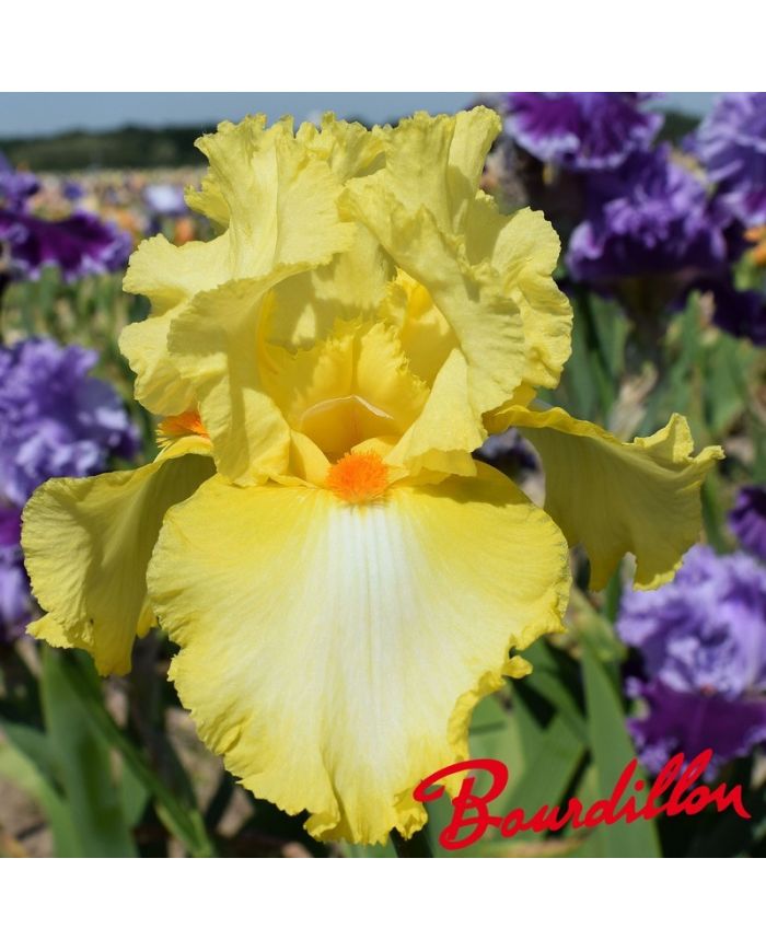 Iris : Martile Rowland