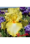 Iris : Martile Rowland