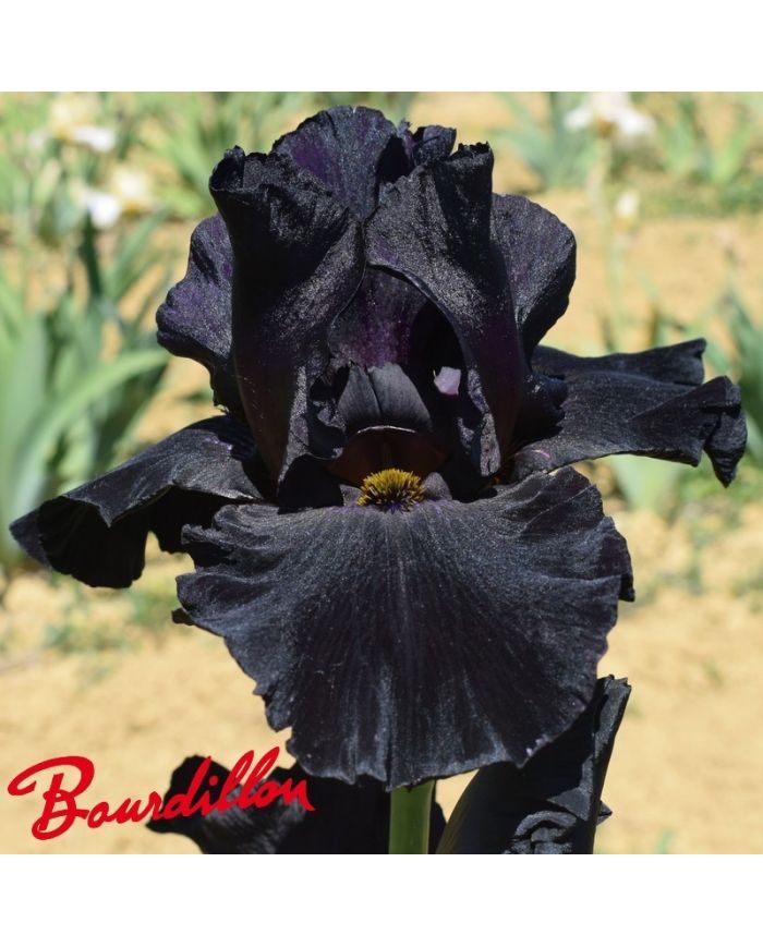 Iris : Old Black Magic