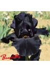 Iris : Old Black Magic