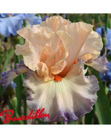 Iris : Parisian  Dawn