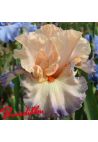 Iris : Parisian  Dawn