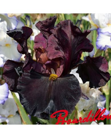 Iris : Raptor Red