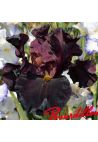 Iris : Raptor Red