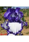 Iris : Rare Quality