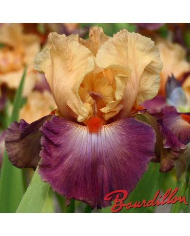 Iris : Rio