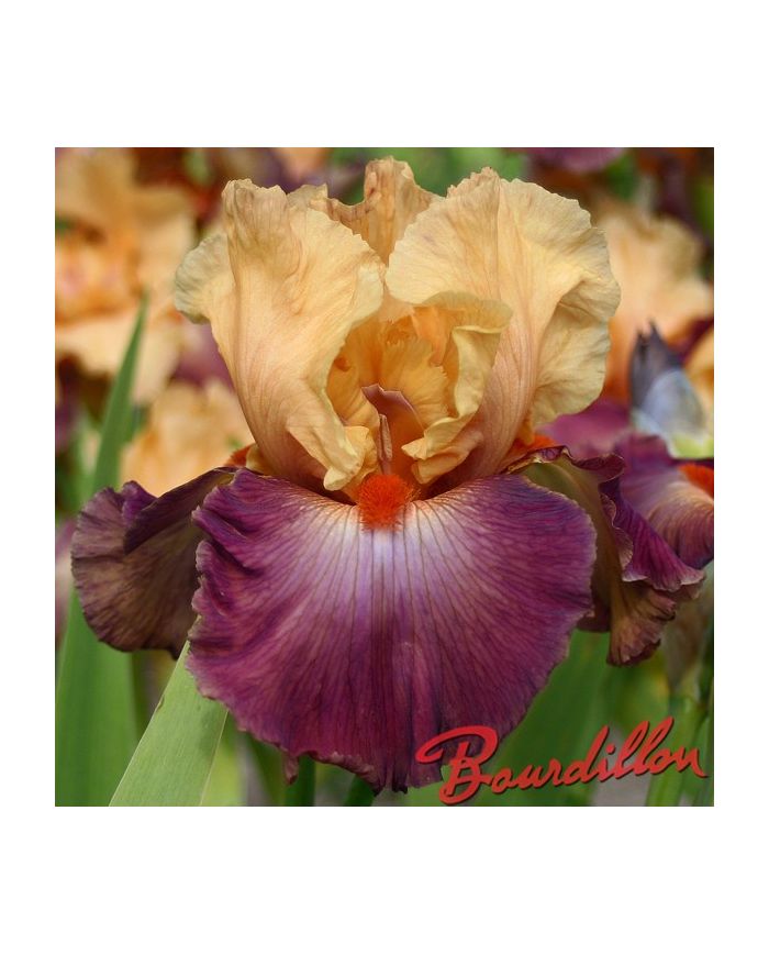 Iris : Rio