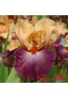 Iris : Rio