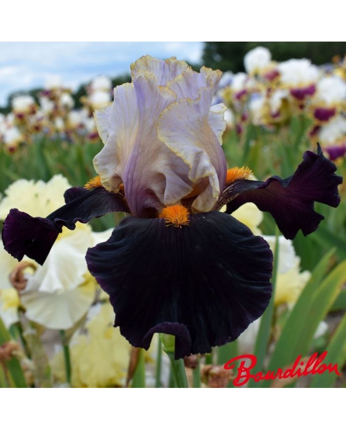 Iris : Secret Service