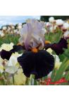 Iris : Secret Service