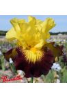Iris : Snapshot
