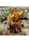 Iris : Spiced Tiger