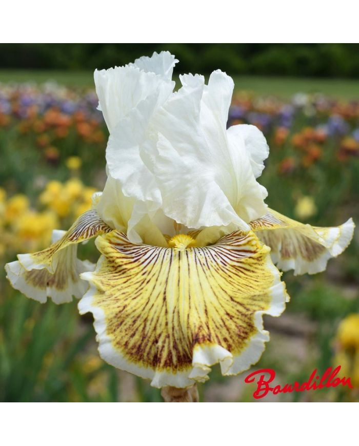 Iris : Spring  Madness