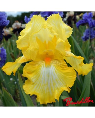 Iris : Sunkist  Meadows