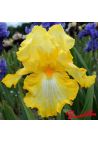 Iris : Sunkist  Meadows