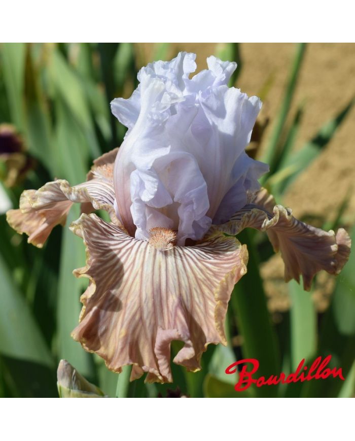Iris : Tango Amigo
