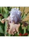 Iris : Tango Amigo