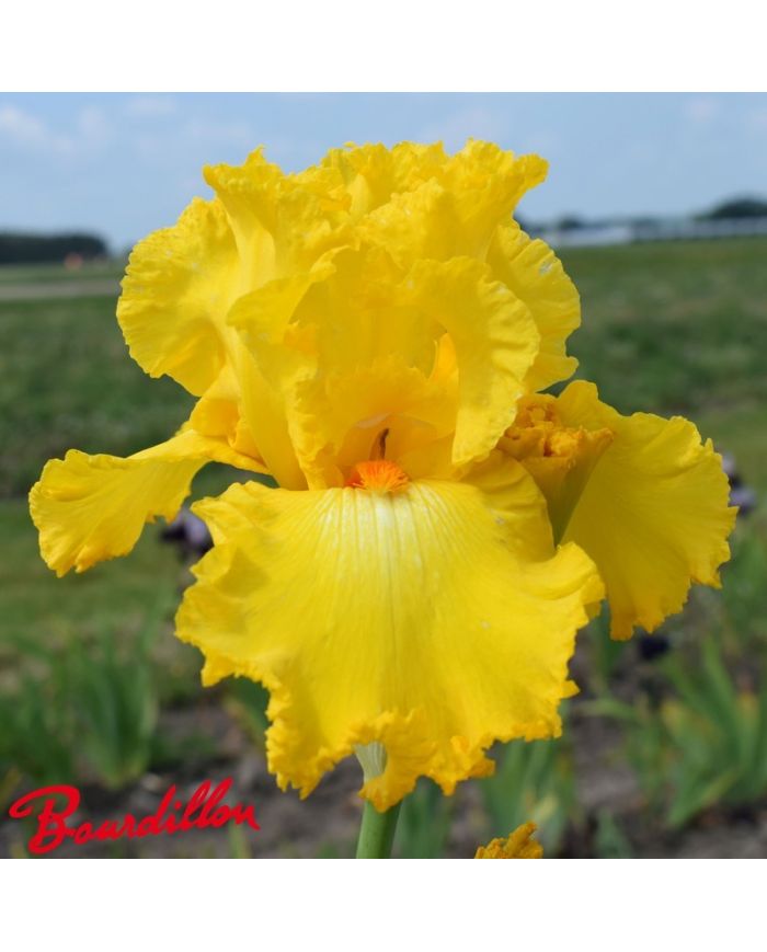 Iris : Throb