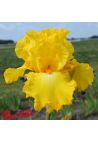 Iris : Throb