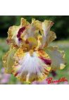 Iris : Toucan Tango