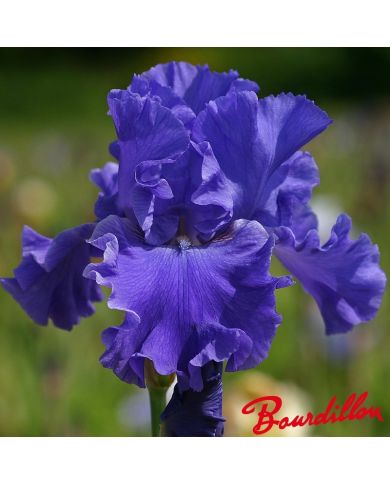 Iris : Yaquina Blue