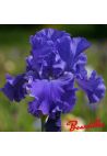 Iris : Yaquina Blue