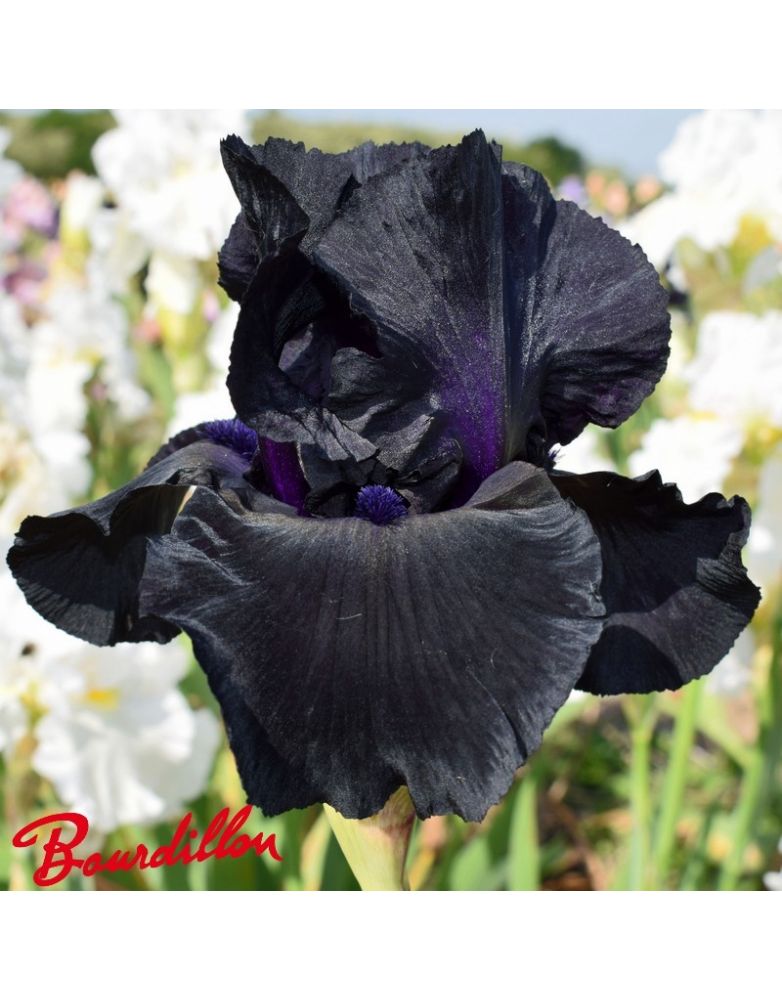 Iris : Black Suited