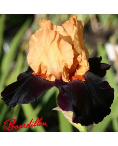 Iris : Brilliant Disguise