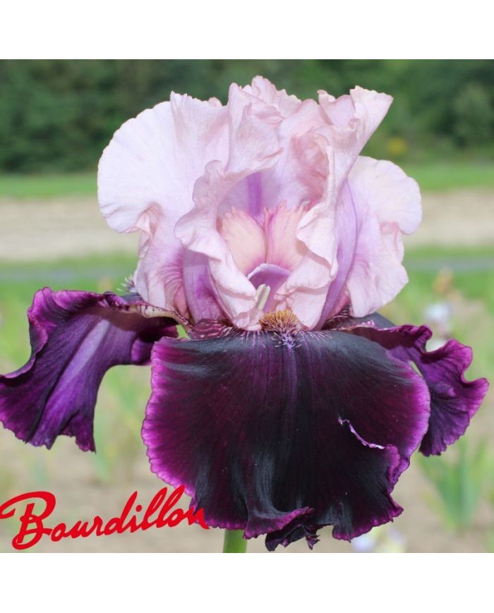 Iris : Dawn To Dusk