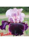 Iris : Dawn To Dusk