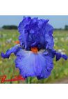 Iris : Glad