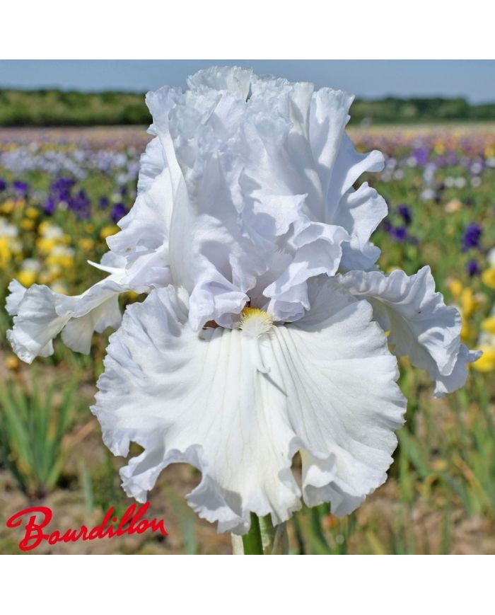 Iris : Pure Innocence