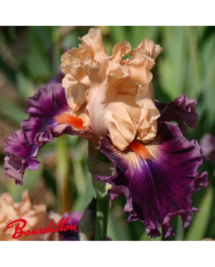 Iris : Rasputin