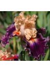 Iris : Rasputin