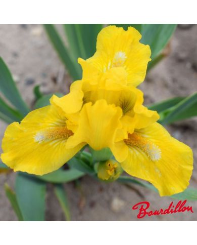 Iris : Cache Of Gold
