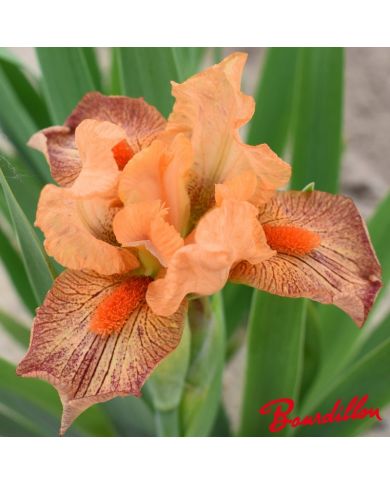 Iris : Hot Lava