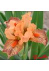 Iris : Hot Lava