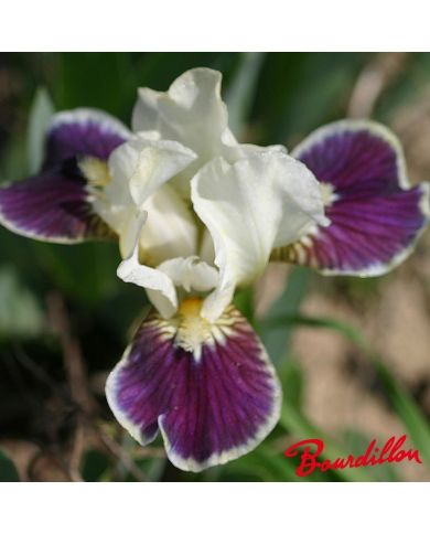 Iris : Making Eyes